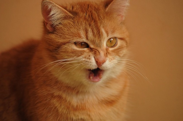 Pourquoi mon chat éternue et boit beaucoup ?