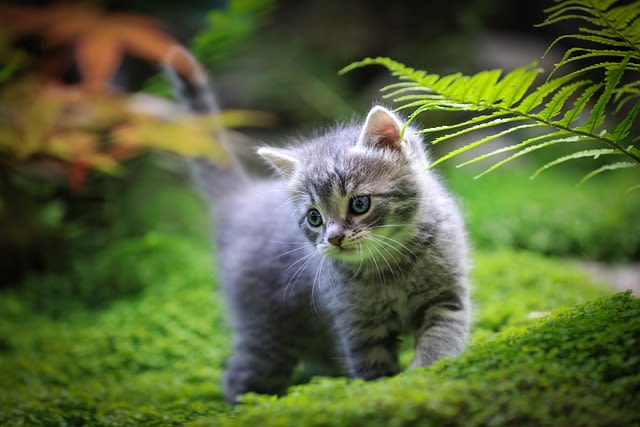 À partir de quel âge un chaton peut-il être vacciné ?
