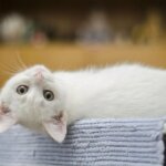 Chaton Veterinaire