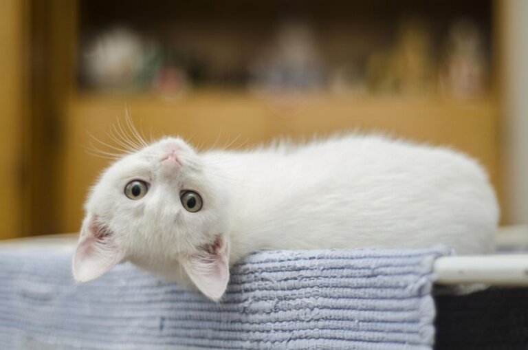 Races de chats blancs