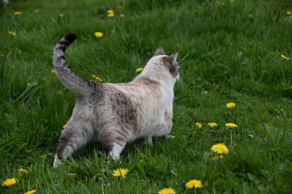 Chatte gestante