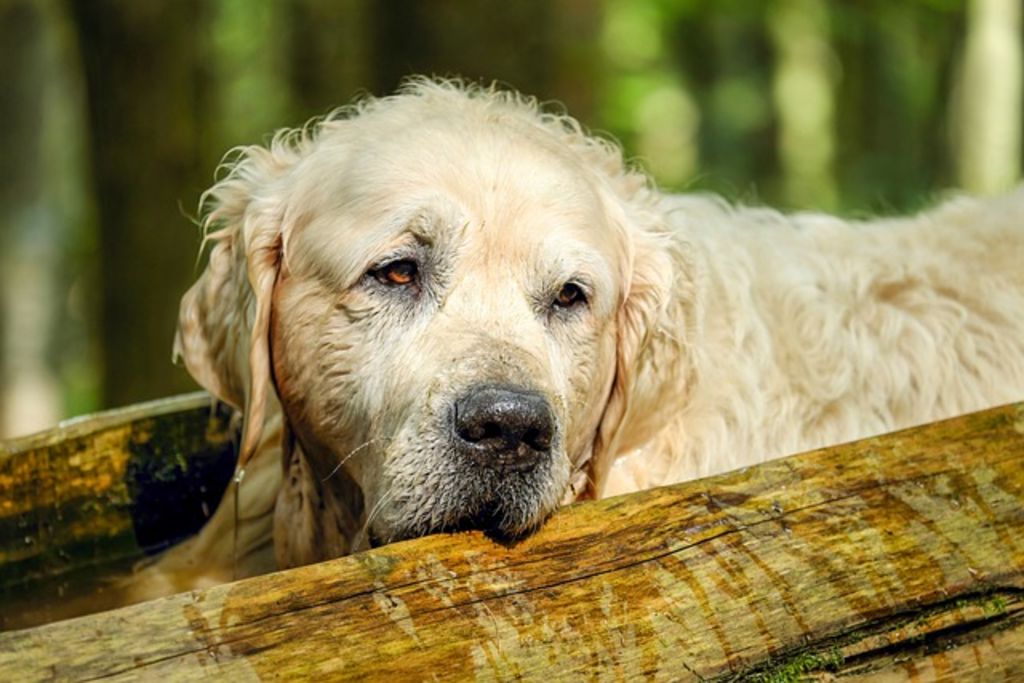 Golden retriever adulte