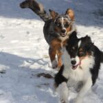 Meilleurs chiens de compagnie