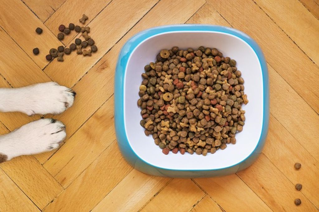 alimentation chien