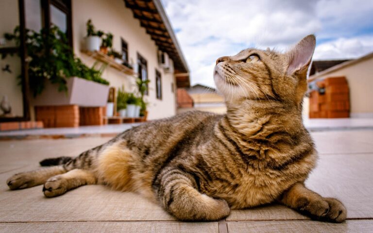 Quels sont les tarifs moyens des vétérinaires pour les chats ?