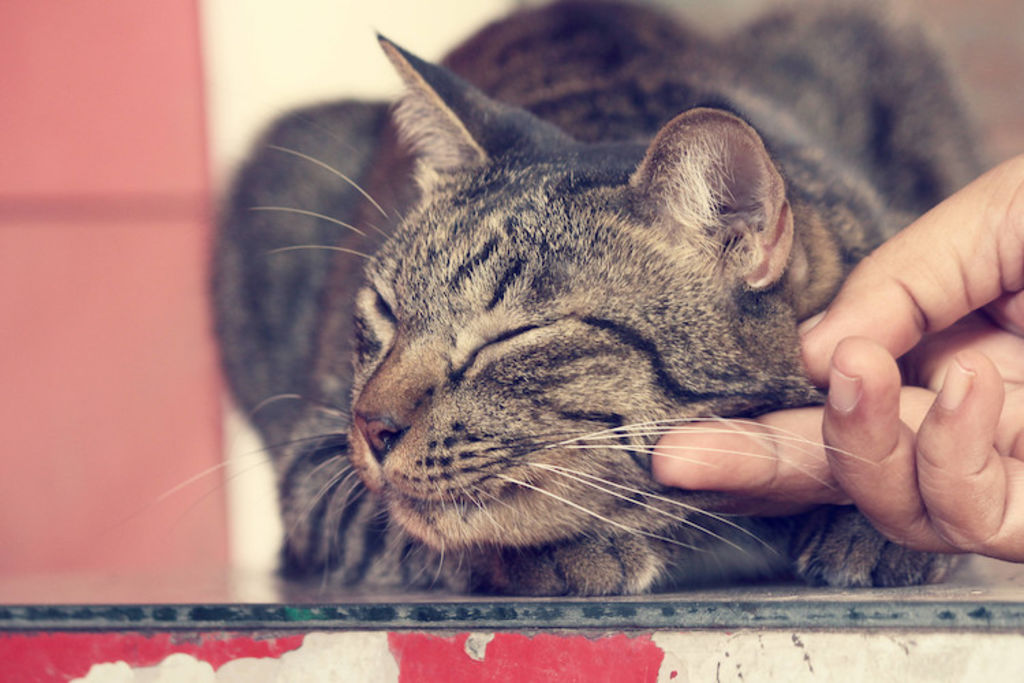 chat ronronnement