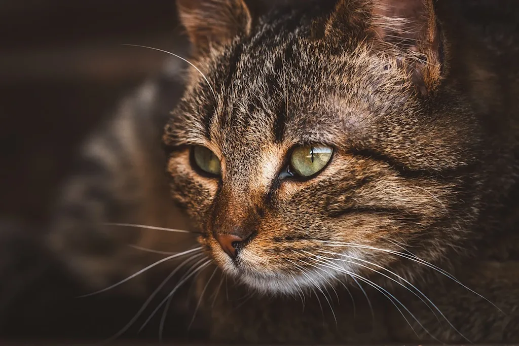 chat tigré yeux verts