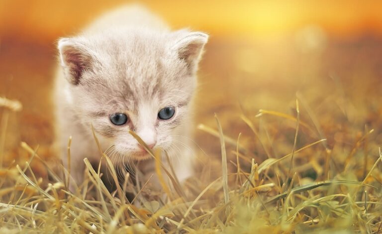 Tarifs pour les premiers vaccins chez le chaton