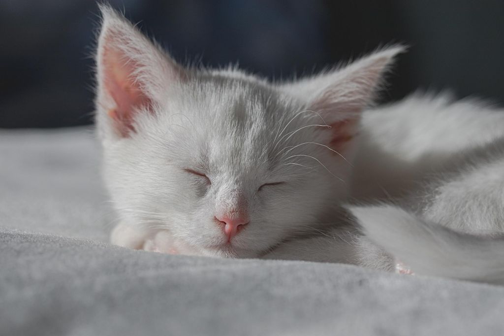 chaton blanc qui dort