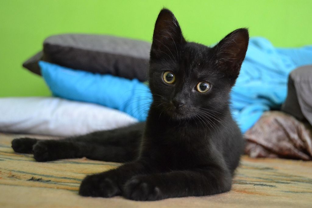 chaton noir terrasse