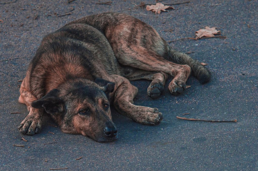 chien couché sur la route