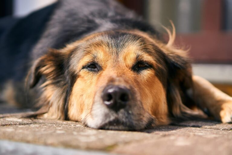 Tumeur au foie chez le chien : questions réponses