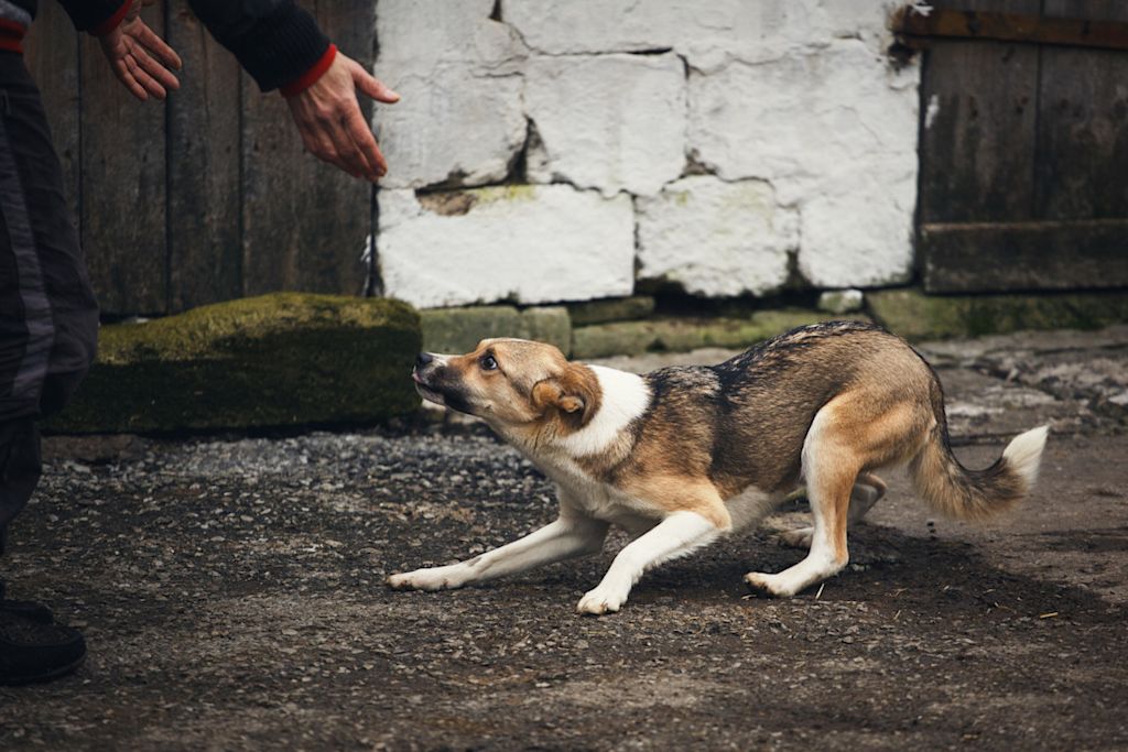 chien errant apeuré