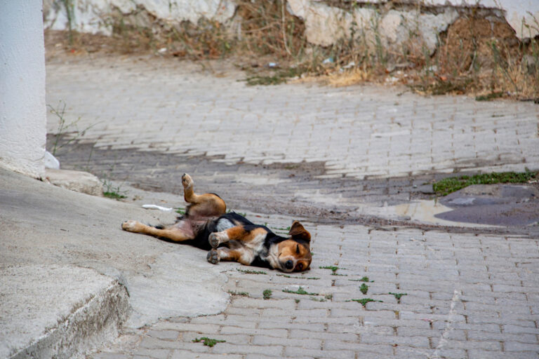 Comment réagir face à un chien errant ?