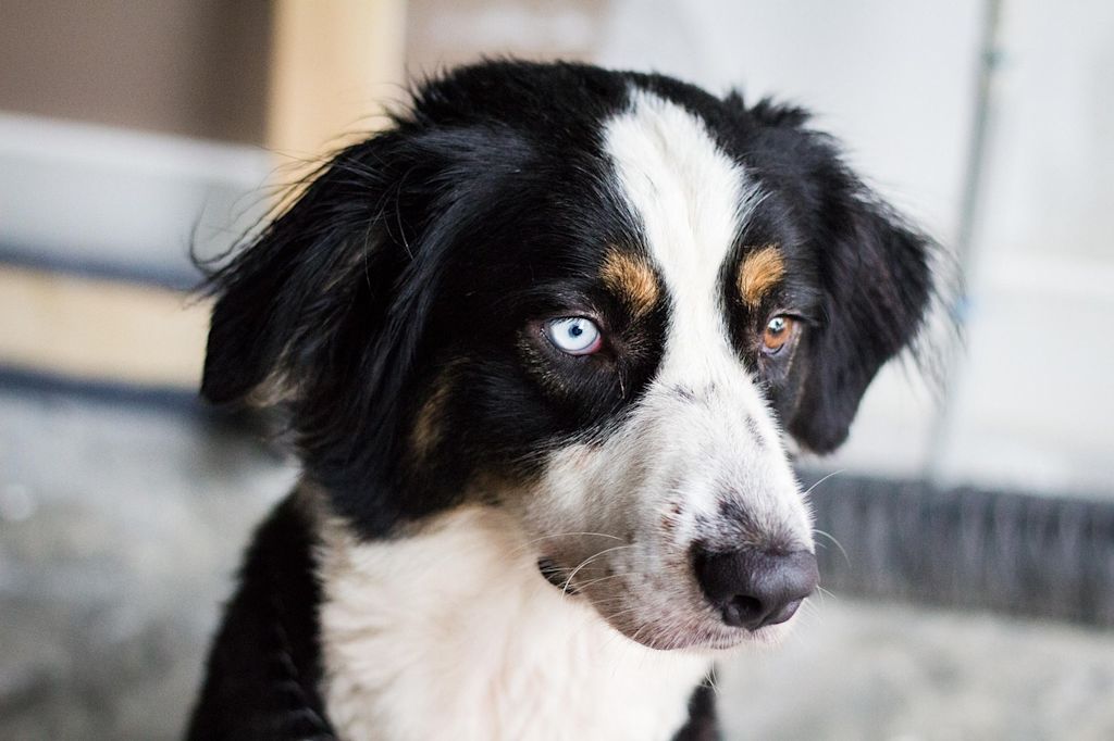 chien yeux vairons