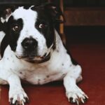 Amstaff
