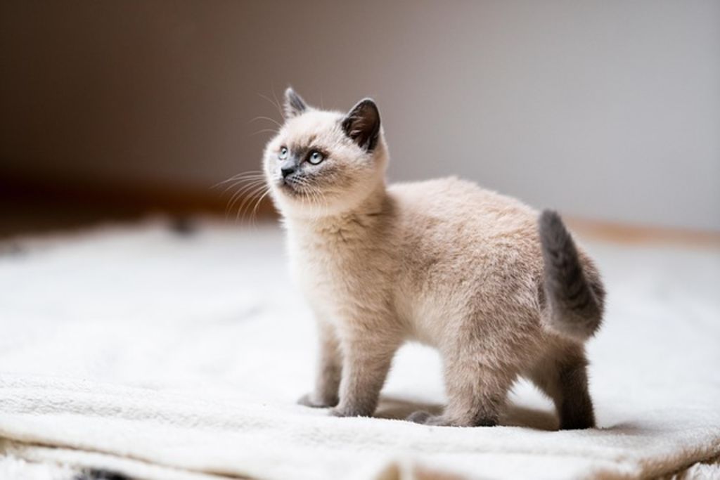 Chaton qui attend sa gamelle