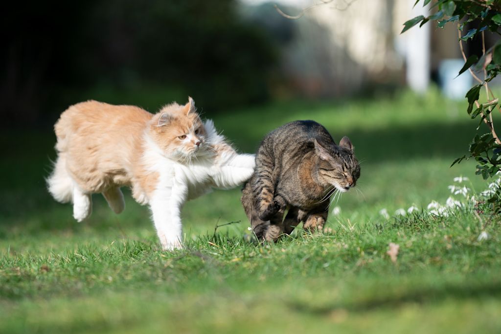 bagarre de chats