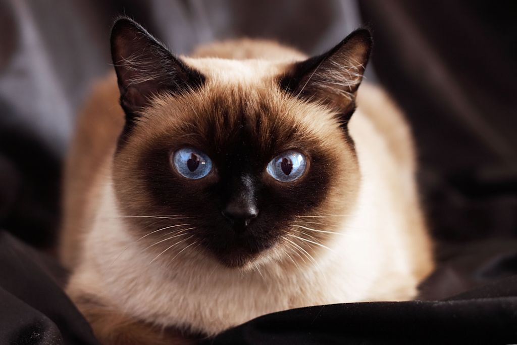 esp&eacute;rance de vie chat siamois