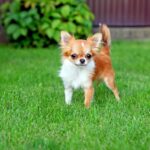 chien de petite taille