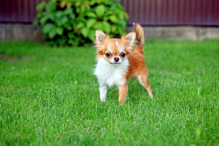 Races de chiens de petite taille