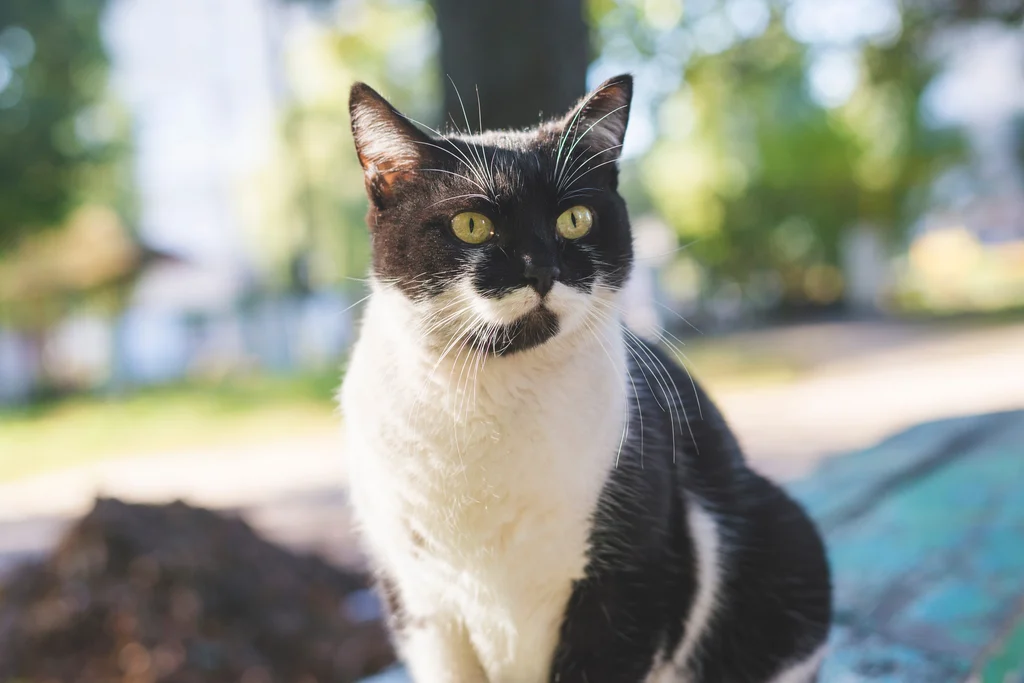 chat noir et blanc assis