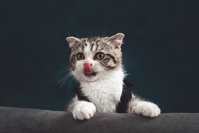 Mon chaton mange beaucoup : faut-il s’inquiéter ?