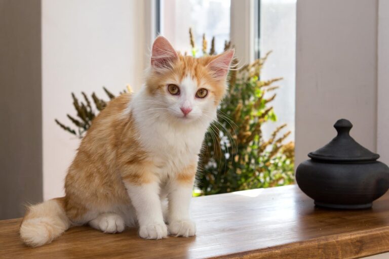 Prix et calendrier des premiers vaccins chez le chat