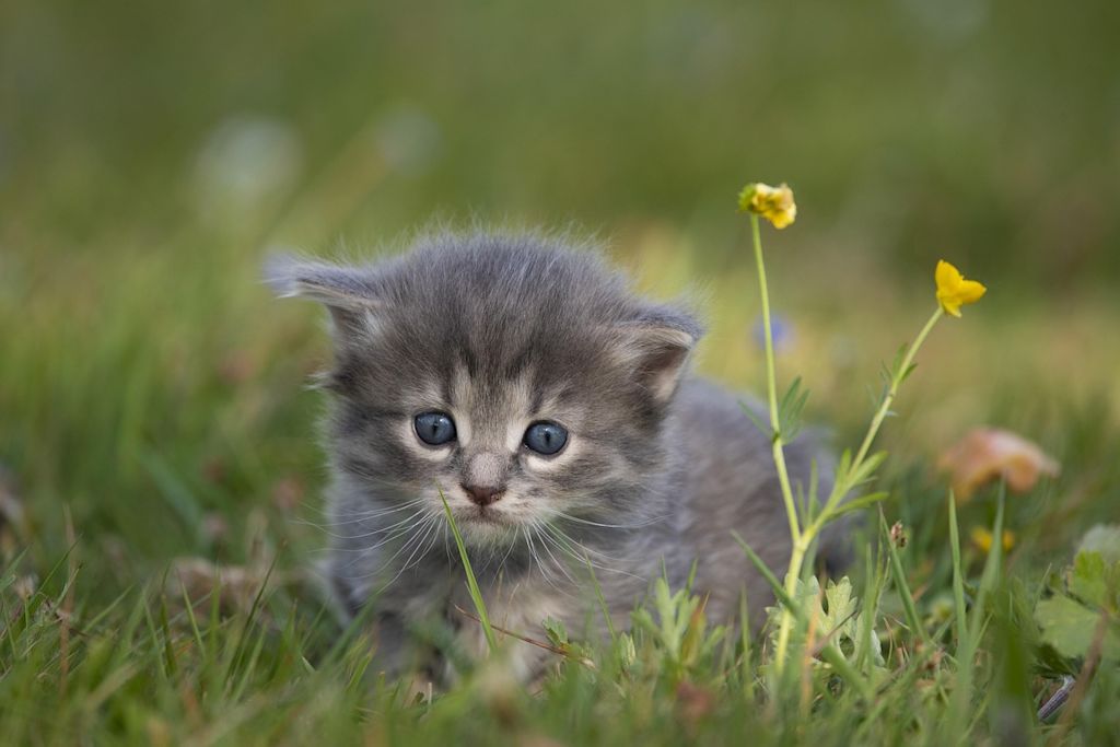 chaton gris herbe