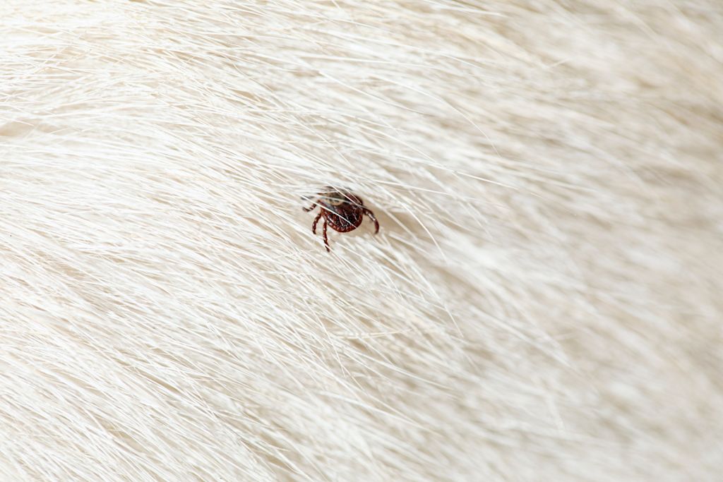tique chien
