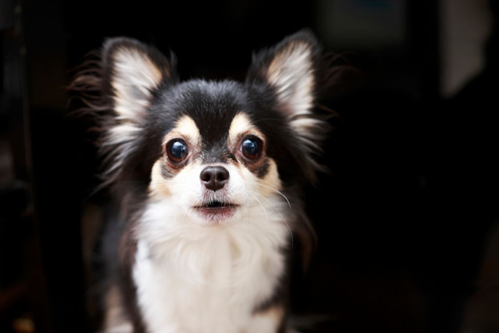 Chihuahua