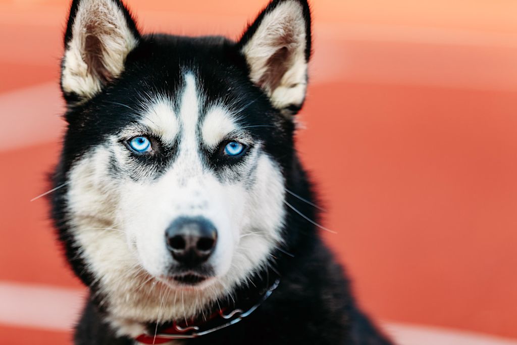 Husky