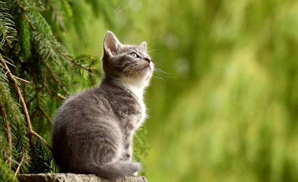 Piqure de guepe chez le chaton 