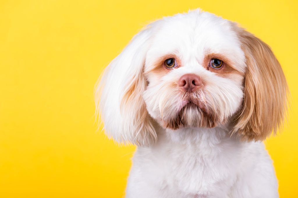 Shi Tzu