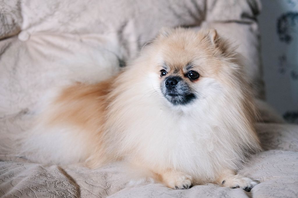 Spitz nain