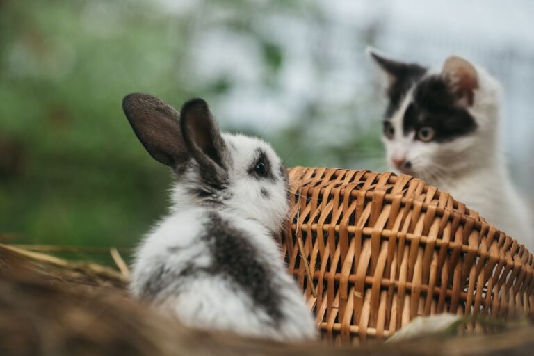 Chat et lapin : voici les clés d&rsquo;une cohabitation réussie !