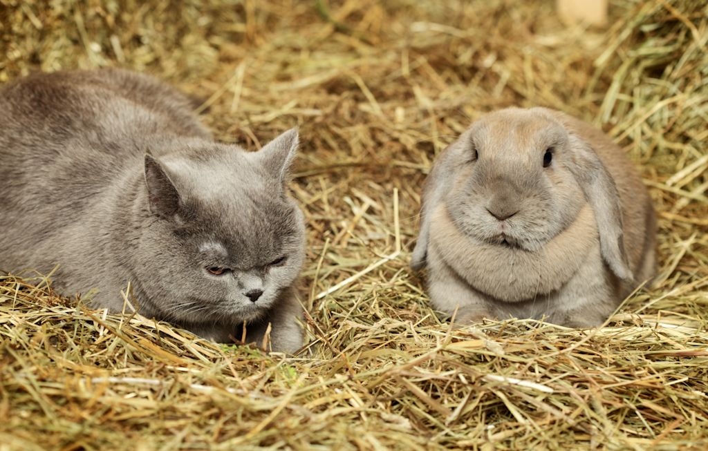 duo de chat et de lapin 