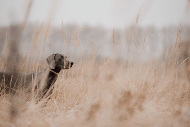 Prix de l&rsquo;opération en cas d&rsquo;épillet chez le chien