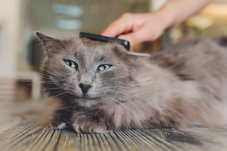 La mue chez le chat 