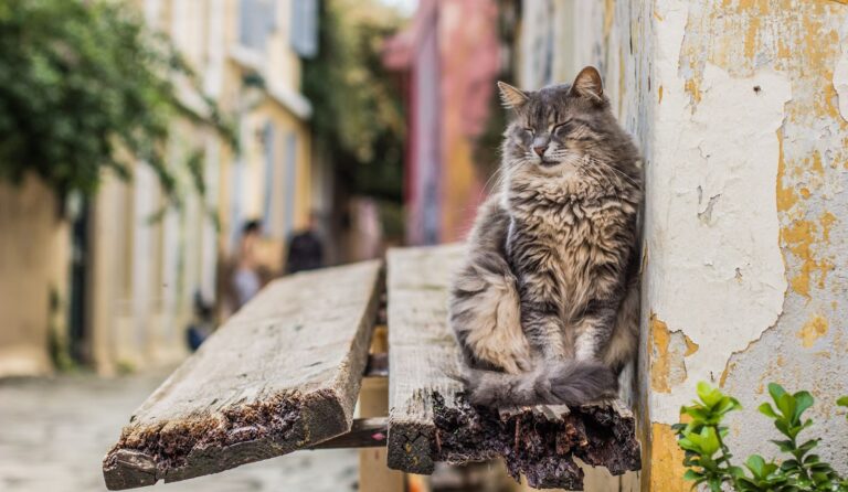 Pronostic de l&rsquo;arthrose chez le chat