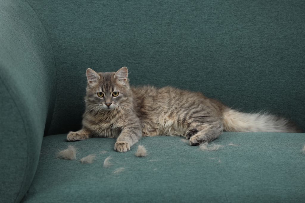 Chat qui perd ses poils