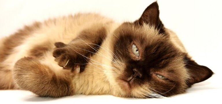 Que faire en cas de constipation chez le chaton ?