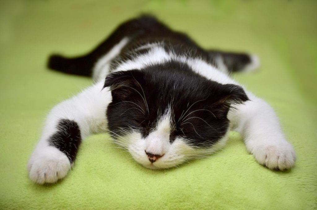 Chat mourant
