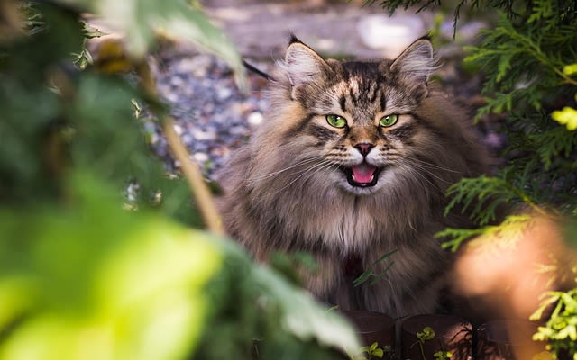 Quelle position adopte mon chat quand il souffre ?