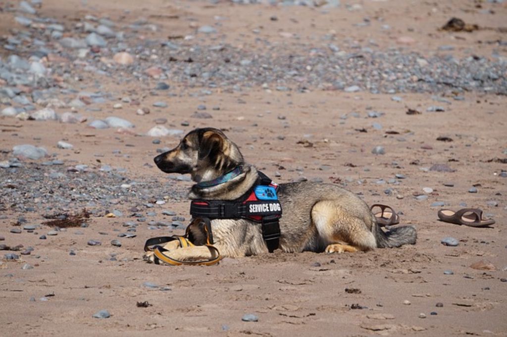 Chien d'assistance