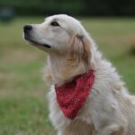 Chien guide