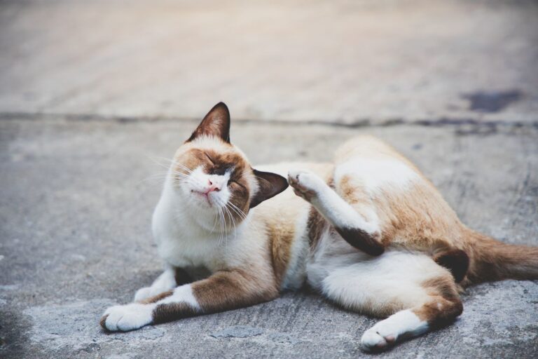 Puces chez le chat : transmission et traitements