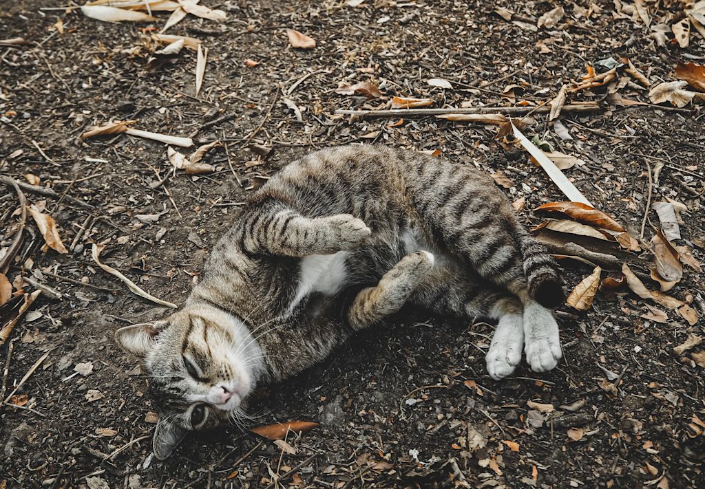 chat vers
