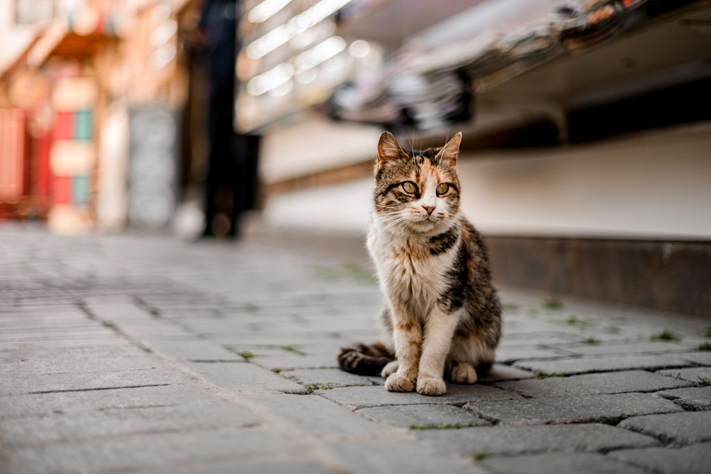 chat errant puces