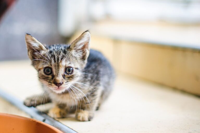Reconnaître et traiter les vers chez le chat